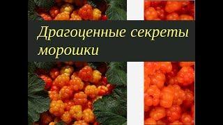 Ягода здоровья - драгоценная морошка. На зиму витаминный рецепт