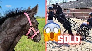 Sold  Belle has too long legs to eat grass  Daisy goes wild  Friesian Horses