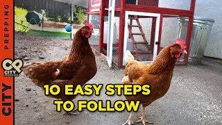 How to raise chickens in your backyard 10 tips