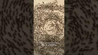 Why do ants do this creepy death spiral?