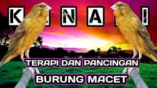 TERAPI & PANCINGAN BURUNG KENARI MALAS BUNYI