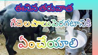 How to increase milk in telugu గేదె లో పాలు ఎలా పెంచాలి? @janidairyfarm