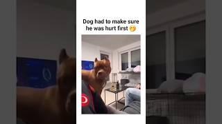 Dont hurt my Dadda  #dog #dogs #viral #fyp #funny