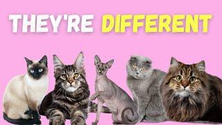 Top 12 Cat Breeds and Their Personality