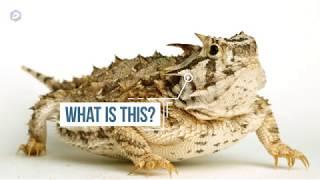 Horned frog? Horny toad? What do you call TCUs mascot?