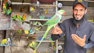 Aj Market Gaye New Parrots Leny 