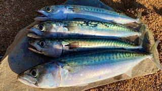 How to catch Mackerel - Catch Clean Cook Oak Smoked Mackerel Beach Fire Survival