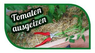 Tomaten richtig ausgeizen düngen und pflegen für die reichliche Ernte