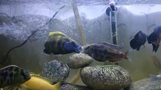 Nimbochromis Venustus cichlid Vs Nimbochromis Livingstonii cichlid #venustuscichlid #cichlidfight