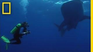 Whale Sharks Unusual Feast  National Geographic