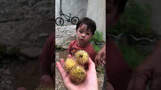 BATANG NAGENJOY SA PANGUNGUHA NG RAMBUTAN #philippines2023  #pickingrambutan #rambutanfruit