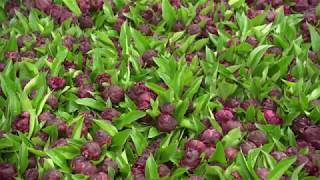 La pivoine star des fleurs du printemps dans le Var