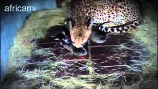 Cute baby cheetah cubs first week highlights