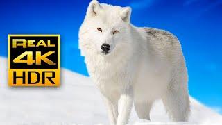 Majestic Winter Wildlife in 4K HDR ️Arctic Wolves Foxes and More  Relax Music 4K TV Screensaver