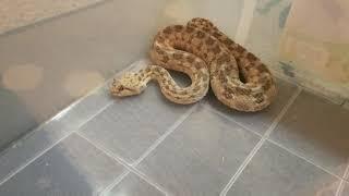 Loki the desert horned viper angry sound