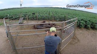 Trapping Wild Hogs on Farmer Fields  Wild Boar  Game Changer Traps  Best Hog Trap