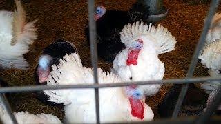 HUGE CHRISTMAS TURKEYS - AMAZING SOUND #Christmas2015 MERRY XMAS