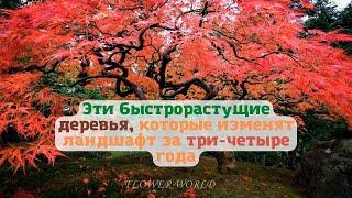 Эти быстро растущие деревья изменят ландшафт за три четыре года.