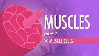 Muscles Part 1 - Muscle Cells Crash Course Anatomy & Physiology #21