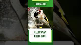 Kebiasaan Unik Burung American Goldfinch #shorts #shortsvideo #faunasticshorts #faktaunik