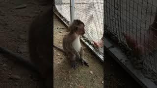 Cute baby monkey and funny #unboxingbabymonkey #shorts