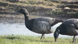 BRENT GEESE