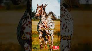 10 Best Horse Breeds That Are Beautiful Top 10 Beautiful Horse Breed In World