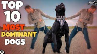 Top 10 Toughest dogs  dominant  strong  guarding dogs  funny 