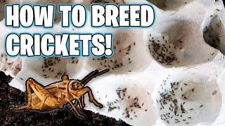 How to Breed Crickets