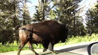 Bison on his daily commute...
