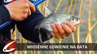 WIOSENNE ŁOWIENIE na BATA - WĘDKARSTWO SPŁAWIKOWE 2021