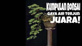 Kumpulan bonsai Juara Gaya Air Terjun