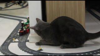 Cat Reacts to Lego Train  50000Sub Special