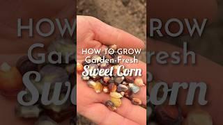 Tips for growing amazing sweet corn #garden # #growyourownfood #shorts