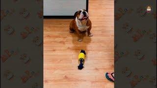 Funny Bulldog Video 2017 # 4