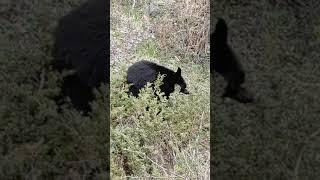 We saw BEARS - Jasper National Park June 2022