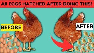 HOW TO HATCH 100% OF EGGS TO CHICKS  ALL EGGS Hatched After Doing This