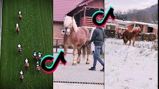 Horse TikToks That Went Viral #1