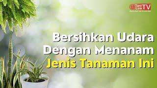 Inilah Jenis-Jenis Tanaman Penyerap Polusi Udara