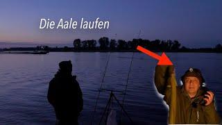 Aal angeln am Rhein #angeln
