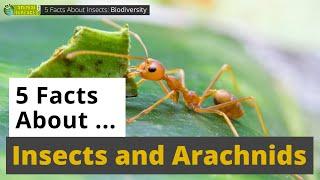 All About Insects  and Arachnids  - 5 Interesting Facts - Animals for Kids - Educational Video