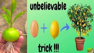 Best way to grow lemon fruit from seeds and grow lemons from lemon fruit at secret garden skills.