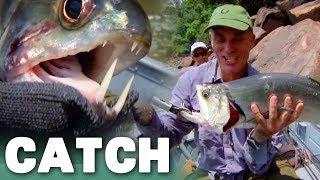 The Fearless Payara River Monsters  Catch Adventure