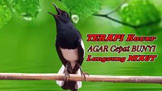 TERAPI SIANG KACER NGEPLONG MEMANCING KACER BAHAN LANGSUNG IKUT NYAUT RAJIN BUNYI GACOR