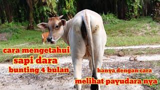 sapi dara rambon   bunting 4 bulan # ciri ciri sapi bunting muda