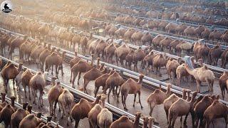 ¿Cómo Se Crían 9 Millones De Camellos En China Para Obtener Carne Y Leche?  Granja De Camellos