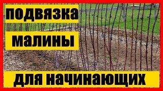 подвязка малины  подвязка малины весной для начинающих Бизнес идеи