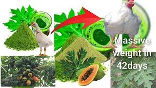 How to use Carica papaya paw paw as a strong anti coccidiosis in poultry and fast growth promoter