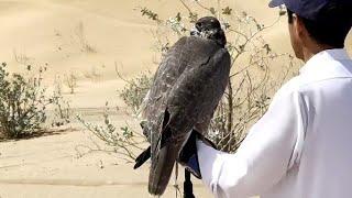 hunting with gyrfalcons  incredible hunting  falconry art of kings