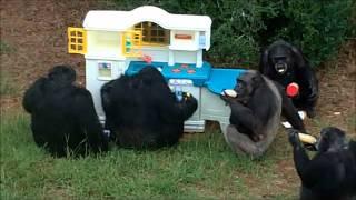 Little Tykes Chimpanzee Kitchen